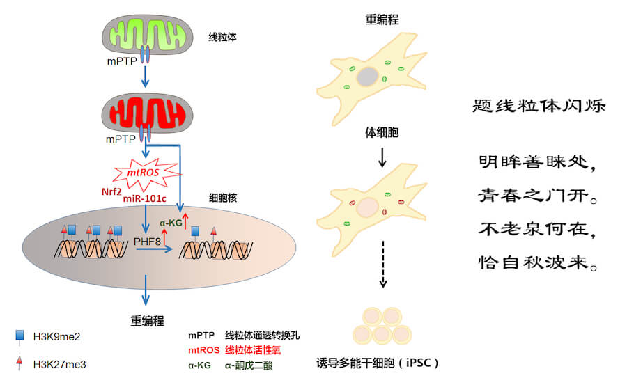 Cell Metabolism|“线粒体闪烁”启动细胞核重编程的全新模式